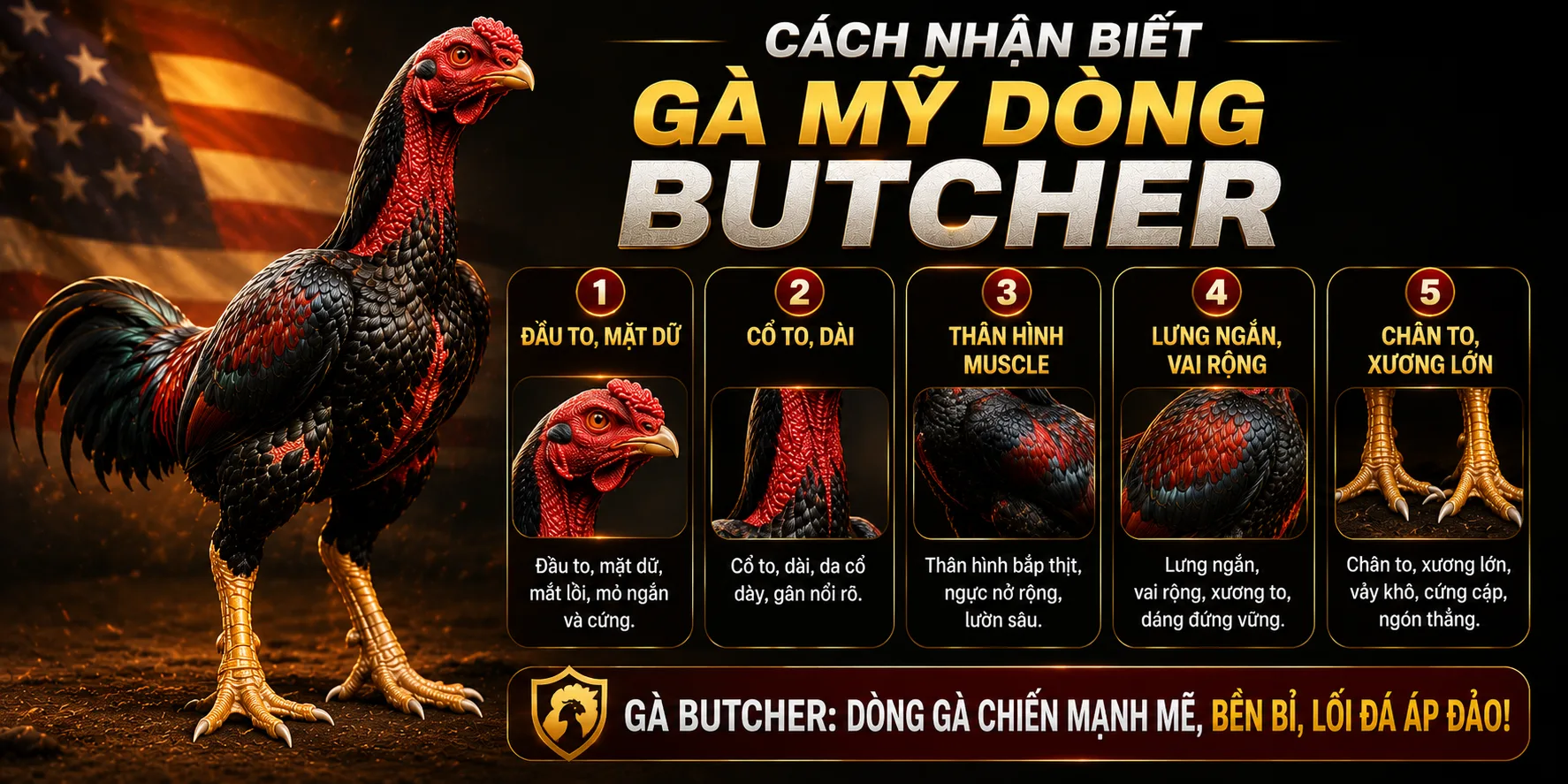 Cách nhận biết Gà Mỹ Butcher
