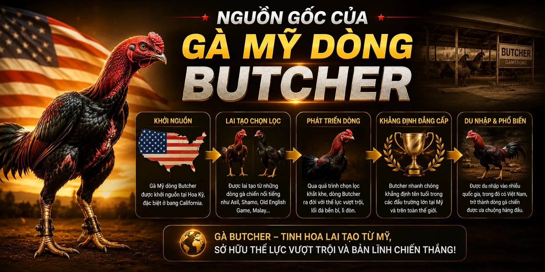 Tìm hiểu gà mỹ dòng Butcher